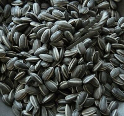 100 Ai Weiwei Ceramic Seeds